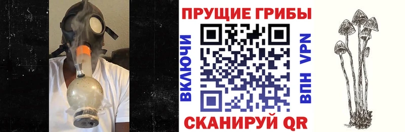 Галлюциногенные грибы Psilocybine cubensis Боровск